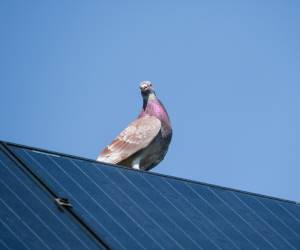 Solar bird control