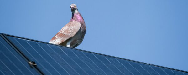 Solar bird control