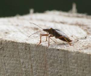 Cockroach pest control